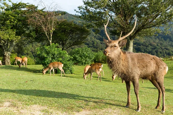 Deer eating grass together on the mountain — Stock Photo, Image