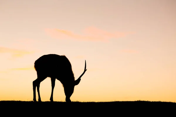 Silhouette di cervo che mangia erba — Foto Stock