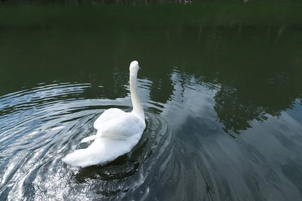 Weißer Schwan im Teich — Stockfoto