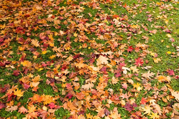 Maple leaves on the ground — Stock Photo, Image