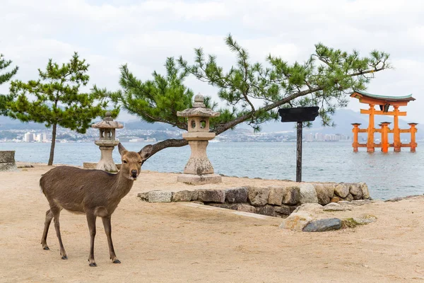 Itsukushima Santuario y ciervos — Foto de Stock