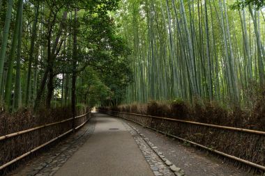 Bambu grove adlı Arashiyama