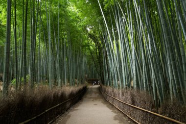 Bambu grove Kyoto