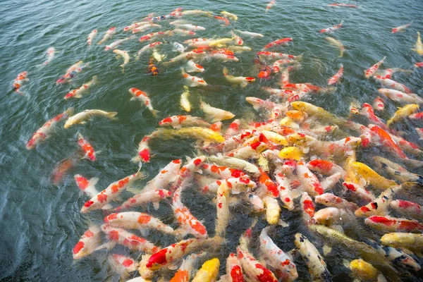 Koi Carps swimming — Stock Photo, Image