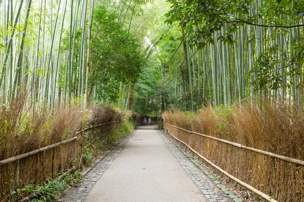 Floresta de bambu de kyoto — Fotografia de Stock