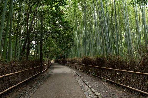 Arvoredo de bambu em Arashiyama — Fotografia de Stock