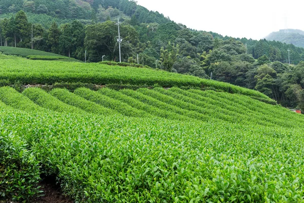Зеленый чайный луг — стоковое фото