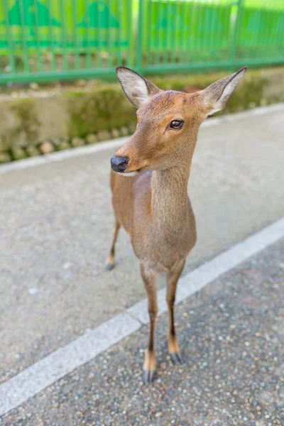 Veado na cidade de Nara — Fotografia de Stock