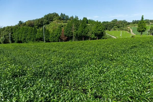 Granja de té fresco — Foto de Stock