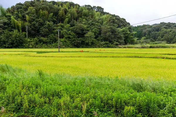 Φρέσκο ρύζι Paddy τομέα — Φωτογραφία Αρχείου