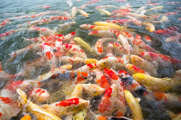 Alimentando peixes Koi no parque — Fotografia de Stock