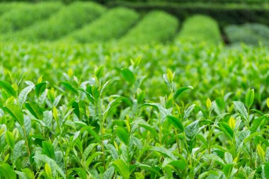 taze yeşil çay plantasyon