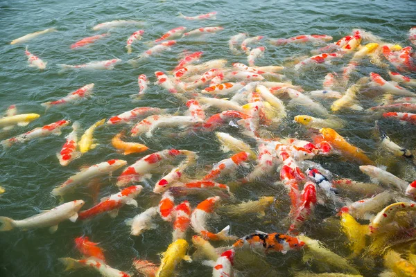 Feeding Koi fish in pond — Stock Photo, Image