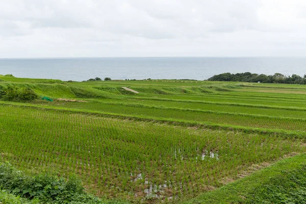 Падди рисовое поле и отстой — стоковое фото