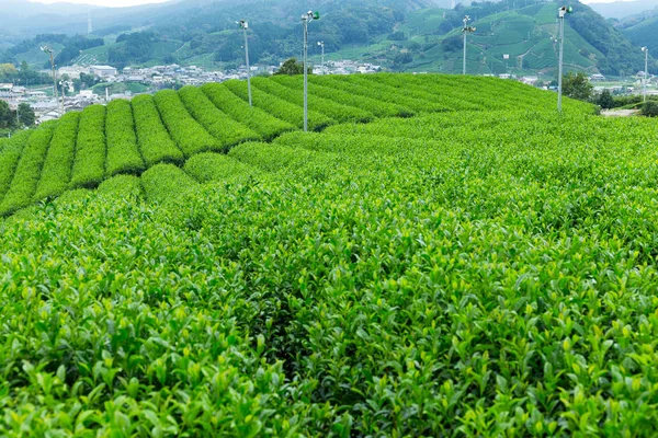 Green Tea field — Stock Photo, Image