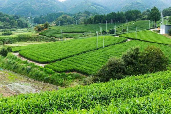 Green Tea plantation — Stock Photo, Image