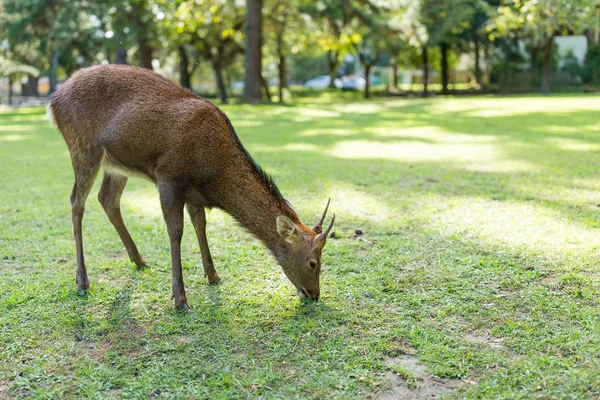 Herten eten op gazon — Stockfoto