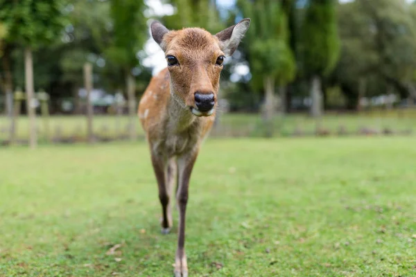 Bonito veado pastando no prado — Fotografia de Stock