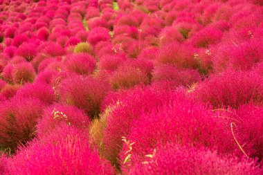 Kırmızı Bassia scoparia Sonbahar sezonu