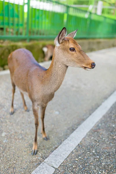 Bonito veado posando na estrada — Fotografia de Stock