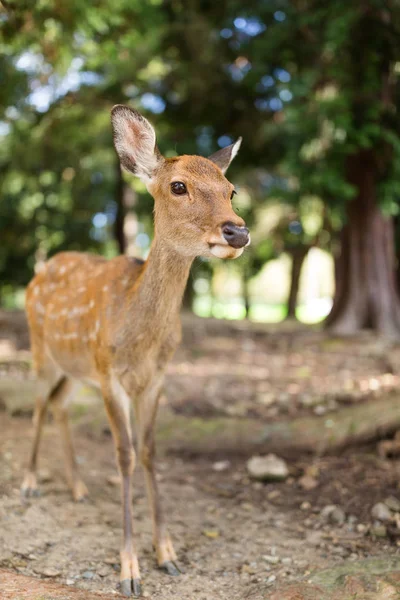 Wilde herten in natuurlijke habitat wildlife — Stockfoto