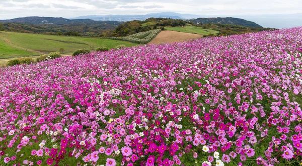 Giardino dei fiori Cosmos — Foto Stock