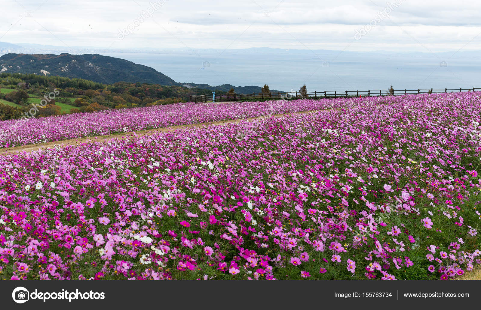 Pink cosmos flowers in garden Stock Photo by ©leungchopan 155763734