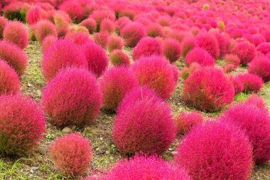 Kırmızı Bassia scoparia