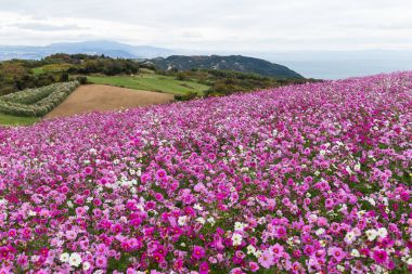 Cosmos Çiçek Bahçesi 