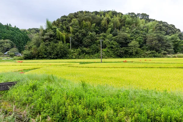 Campo de arroz con arroz —  Fotos de Stock