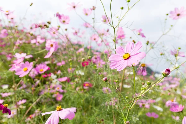Flores Margarida na fazenda — Fotografia de Stock