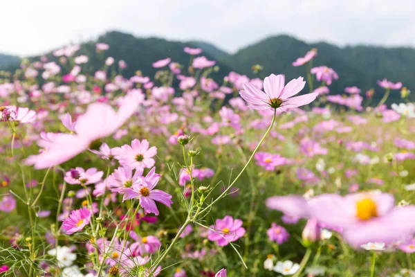 Розовый ромашковый сад — стоковое фото