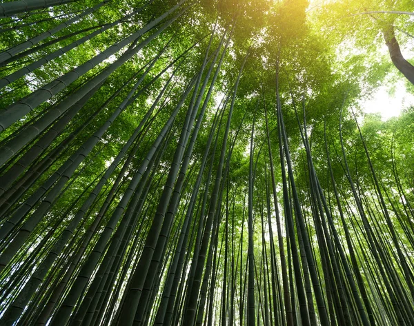 Bosque verde de bambú — Foto de Stock