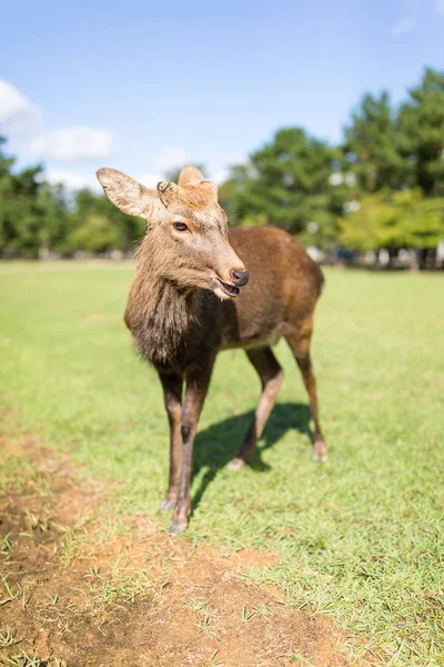 Schattig herten grazen in de weide — Stockfoto