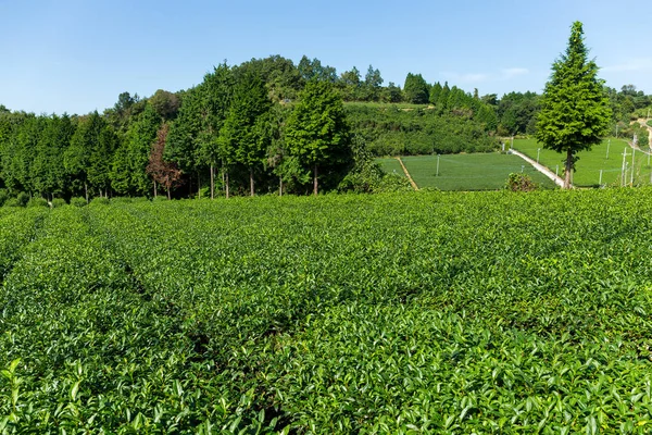 Jardín de té verde — Foto de Stock