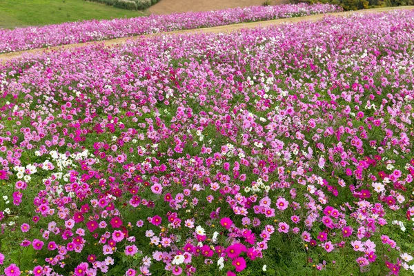 Kosmos kwiat farmy w Awaji — Zdjęcie stockowe