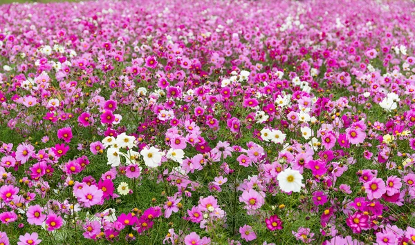 Campo de flores Cosmos — Fotografia de Stock