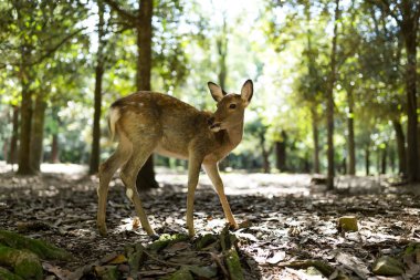 Güneşli ormandaki vahşilik geyik