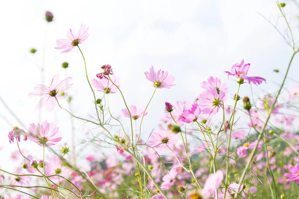 Pink daisy field — Stock Photo, Image
