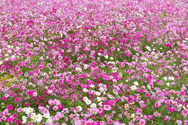 Cosmos rosa granja de flores — Foto de Stock