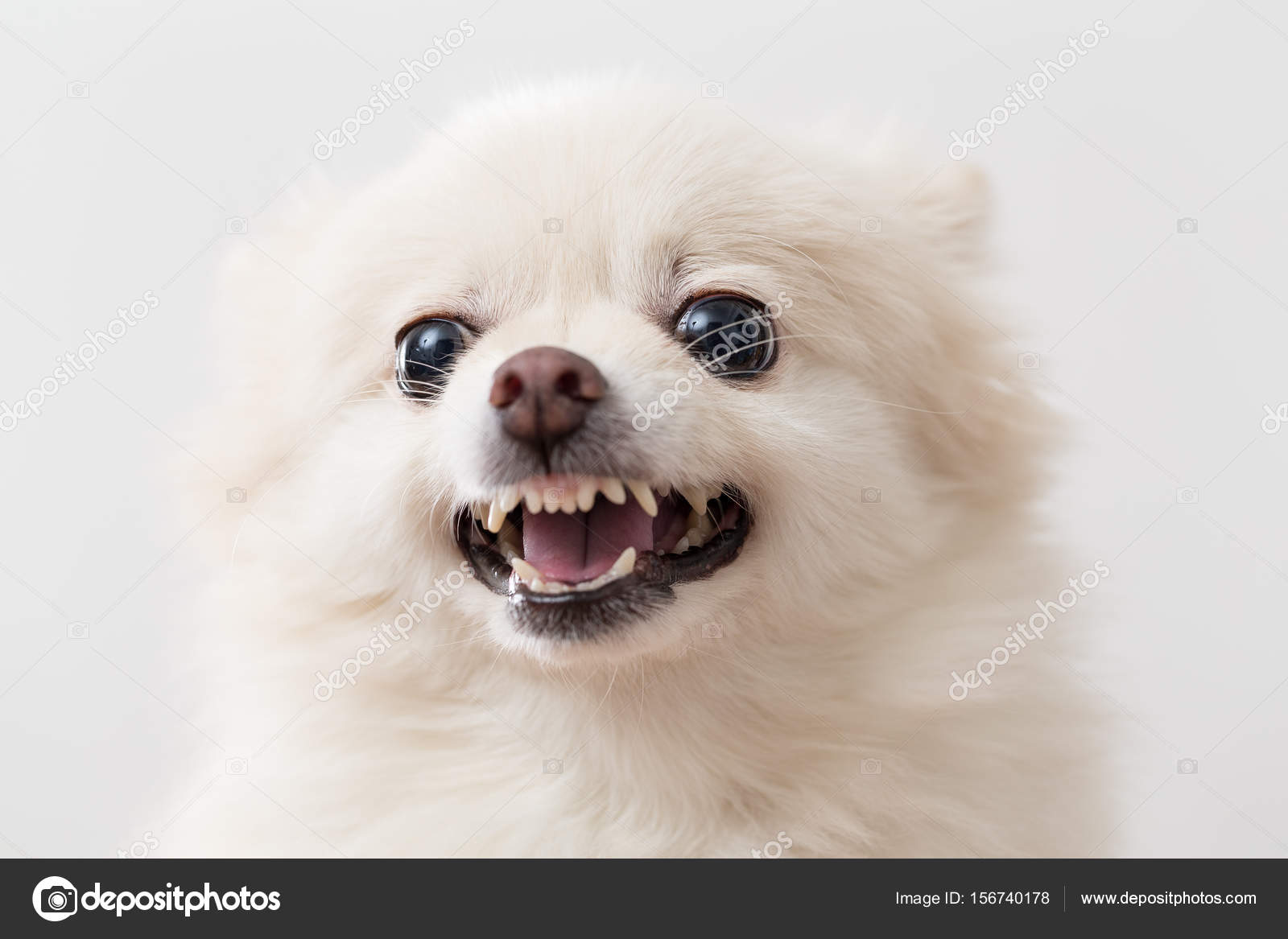 White pomeranian dog barking Stock Photo by leungchopan 156740178