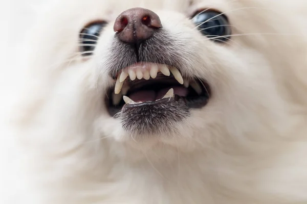 Cão branco pomerano latindo — Fotografia de Stock