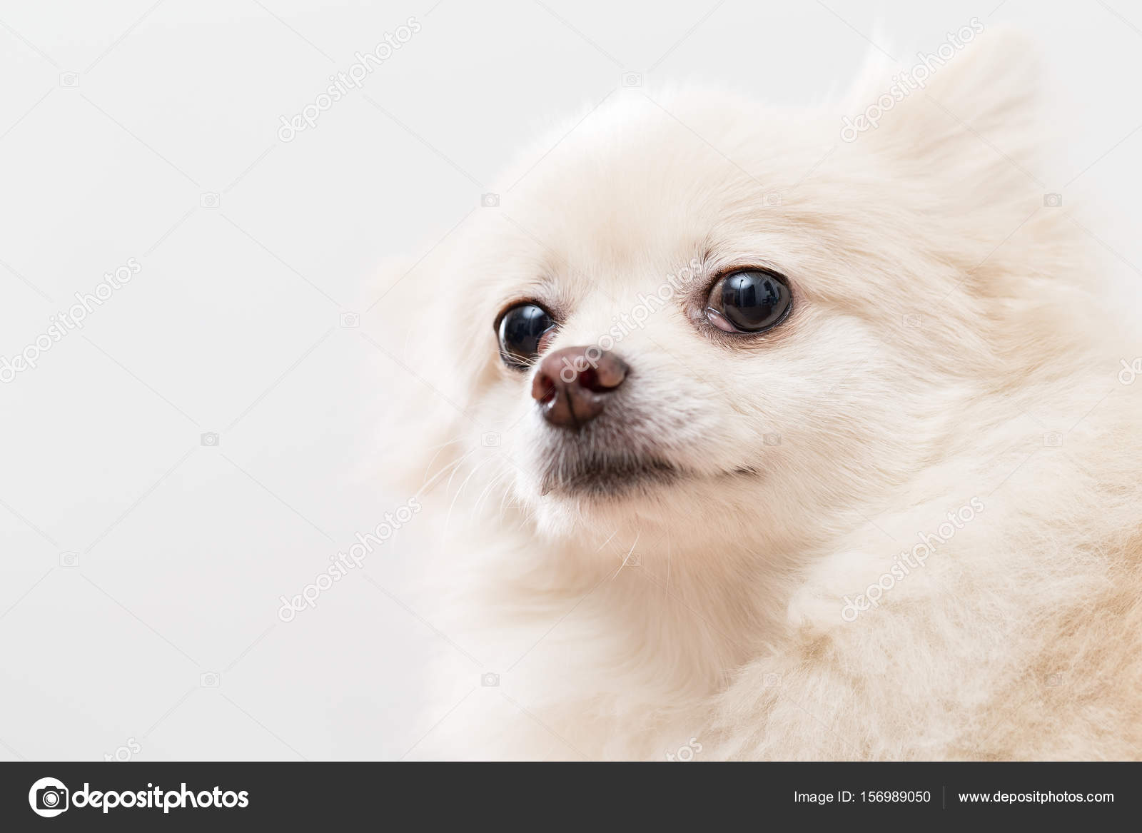 White pomeranian dog Stock Photo by ©leungchopan 156989050