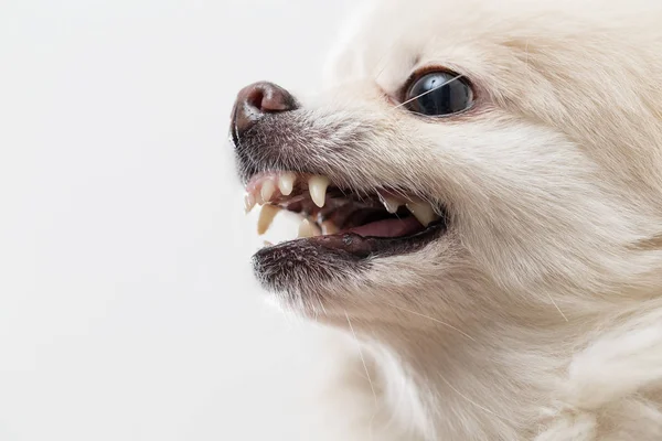 Hvid pomeranian hund bliver vred - Stock-foto