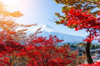 Fuji Dağı ve kırmızı akçaağaç ağaç
