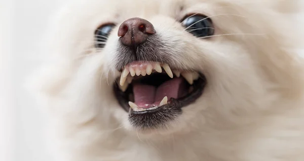 Branco cão da Pomerânia ficando angustiado — Fotografia de Stock