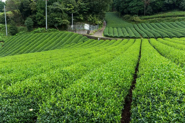 Fresh Green tea farm