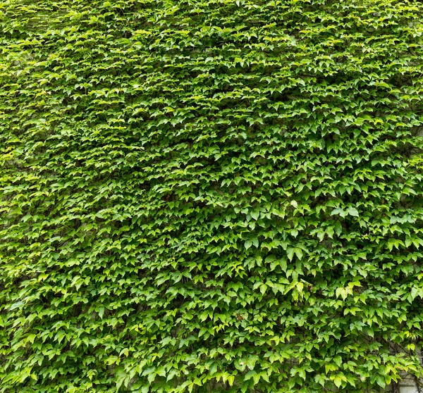 Vägg med gröna löv bakgrund — Stockfoto