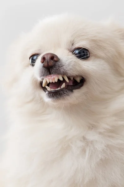 Angry cane pomerania — Foto Stock