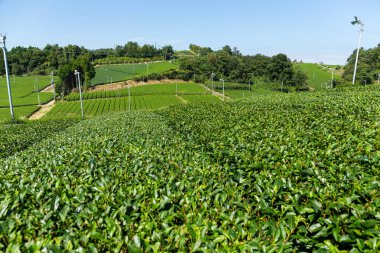 Yeşil çay tarlası 